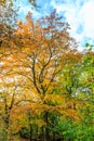 Forest with large beech trees, Fagus sylvatica, during autumn in beautiful warm autumn colours Royalty Free Stock Photo