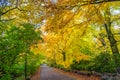 Beech trees with leaf in autumn color in natural forest along a paved road Royalty Free Stock Photo