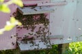 A large beehive with honey bees of the Apidae family stands on the grass in a large apiary