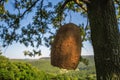 Large beehive house on a tree in the forest