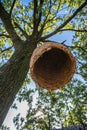 Large beehive house on a tree in the forest