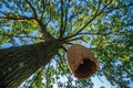 Large beehive house on a tree in the forest