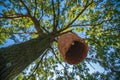 Large beehive house on a tree in the forest