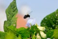 Large bees that want to suck the flower essence leaf green
