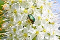 Large beetle on a beautiful white flower. chafer on a spring day on a flower in the garden. selective focus, macro photography Royalty Free Stock Photo