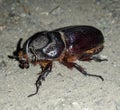 Large Beetle black coloured having hair in its entire body with hard Chitionus back and a single horn above it& x27;s head