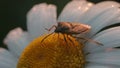 A large beetle of dark color sitting on a flower. Creative. A large beetle sitting on a daisy and slowly moving along it