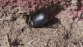 LArge beetle on the ground