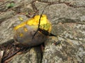 A large beetle with huge antennae eating