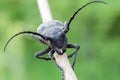 Large beetle with a large mustache