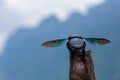 Large beetle with rainbow wings