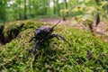 Large beetle stag giant female, bug