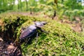 Large beetle stag giant female,  nature closeup Royalty Free Stock Photo