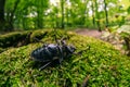 Large beetle stag giant female, wild small