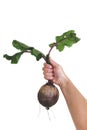Large beetroot in hands on a white background Royalty Free Stock Photo