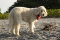 A large, beige, Goldendoodle dog standing on the beach in Venice, Florida.