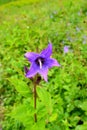 Large Bellflower (campanula latifolia) flower at Valley of Flower National Park, Himalaya, Uttarakhand, India