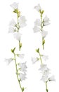 Four white large isolated bellflowers collection