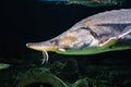 Large Beluga Kaluga fish swims under water Royalty Free Stock Photo