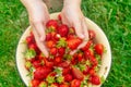 Large berries Red ripe strawberries in the hands of a person in the summer in the garden Royalty Free Stock Photo