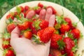 Large berries Red ripe strawberries in the hands of a person in the summer in the garden Royalty Free Stock Photo