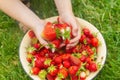 Large berries Red ripe strawberries in the hands of a person in the summer in the garden Royalty Free Stock Photo