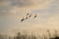 Large big flock of birds flying high in the sky over bare trees silhouette against sunset orange beautiful sky with glowing orange Royalty Free Stock Photo