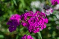 Large big, green rose chafer, Cetonia aurata in bright pink purple flowers heart-shaped carnations in flower bed