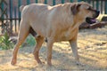 Large Big Mastiff Boerboel Dog