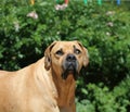 Large Big Mastiff Boerboel Dog