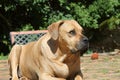 Large Big Mastiff Boerboel Dog