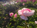 Large big peony flower with large petals of pink crimson red color with stamens