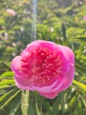 Large big peony flower with large petals of pink crimson red color with stamens