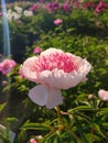 Large big peony flower with large petals of pink crimson red color with stamens