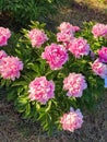 Large big peony flower large petals of pink crimson red color with white border Royalty Free Stock Photo