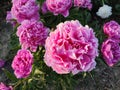 Large big peony flower with large petals of pink crimson red color white border Royalty Free Stock Photo