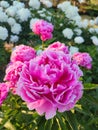 Large big peony flower with large petals of pink crimson red color white border Royalty Free Stock Photo