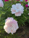 Large big peony flower with large petals pink white color green leaves close-up Royalty Free Stock Photo