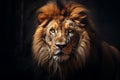 Africa cat lion animal big dark predator face nature leader portrait endangered Royalty Free Stock Photo