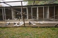 Large big Wooden dovecote. Doves eating and walking around. Royalty Free Stock Photo