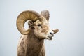 Large bighorn ram with full curl horns chewing grass with mouth open Royalty Free Stock Photo