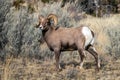 Bighorn Ram Standing in Winter Sagebrush Royalty Free Stock Photo