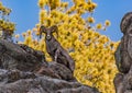 A Bighorn Sheep Ram on Cliff Royalty Free Stock Photo