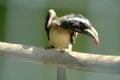 Large-Billed Bird - Faruk Yalcin zoo in istanbul