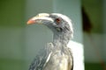 Large-Billed Bird - Faruk Yalcin zoo in istanbul