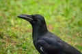 The large-billed crow in Bangkok.