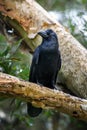 Large-billed Crow - Corvus macrorhynchos