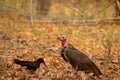 Large Billed Crow, Corvus macrorhynchos and Red Headed Vulture, Sarcogyps calvus Royalty Free Stock Photo