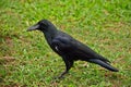 The large-billed crow in Bangkok.