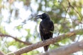 Large billed Crow